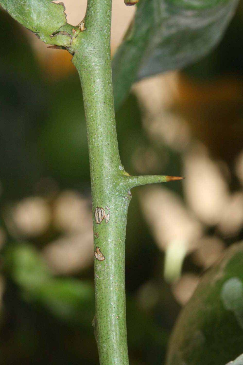            First year twig (Riverside, CA)   